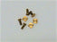 Brass Screws & Nuts for ID Plate, Set of 4